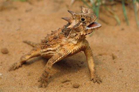 Texas Horned Lizard | FictionRulezForever Wiki | Fandom