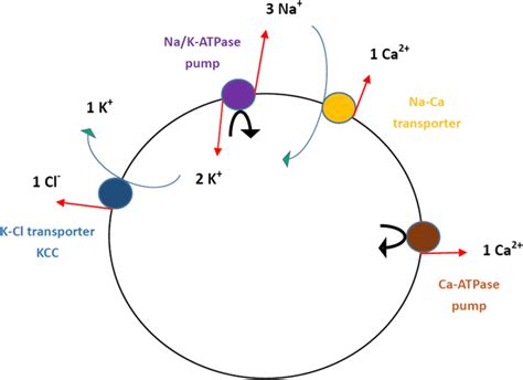 Schematic diagram of major ion pumps (Na/K-ATPase pump and Ca-ATPase ...