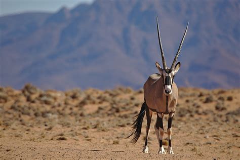 Wildlife in Namibia: Animals You’ll See on Safari | Go2Africa