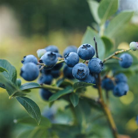 Austin Blueberry Bushes for Sale at Arbor Day's Online Tree Nursery ...