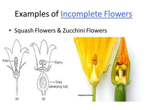 Flower- Structure, Parts, and Functions - CBSE Class Notes Online ...