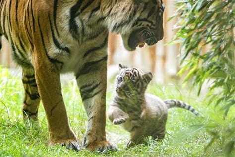 53+ Anak Harimau, Trend Terbaru