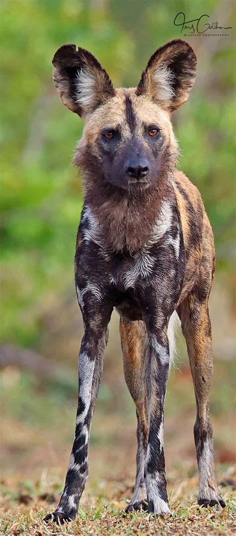 Leggy painted wolf at Makhatini Dam, Londolozi 📸 Anthony Goldman : r/PaintedWolves