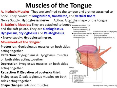 Top 10 Strongest Muscles In The Body