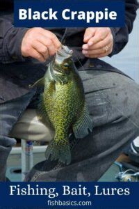 Black Crappie Facts and Fishing - Fishbasics