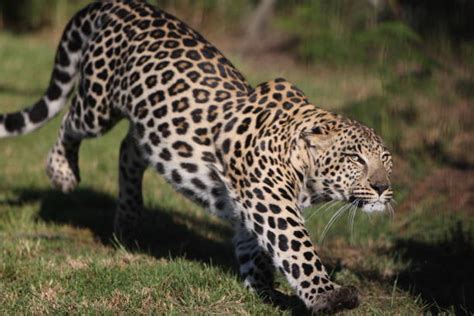 Leopard Running Stock Photos, Pictures & Royalty-Free Images - iStock