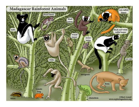 Madagascar Rainforest Animals and Plants