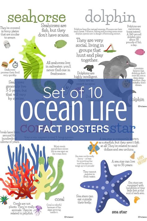 Ocean Animal Fact Posters | Ocean animals, Ocean, Plants lesson plans