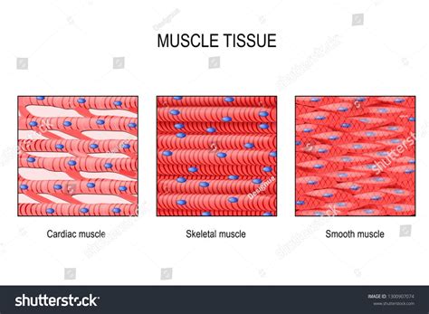 the structure of muscle tissue and its functions