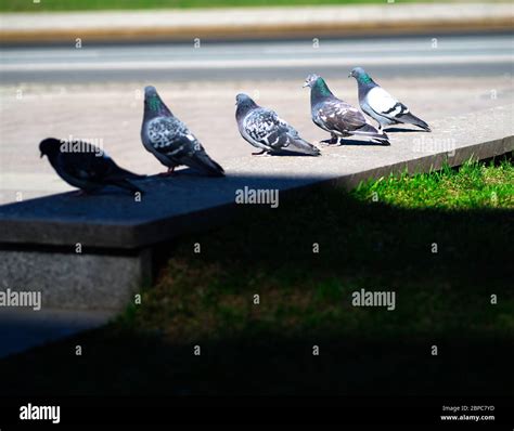 Five doves on street parapet background Stock Photo - Alamy