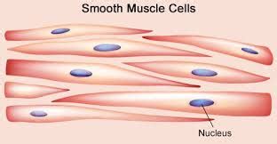 Muscular tissue: skeletal, smooth and cardiac muscle