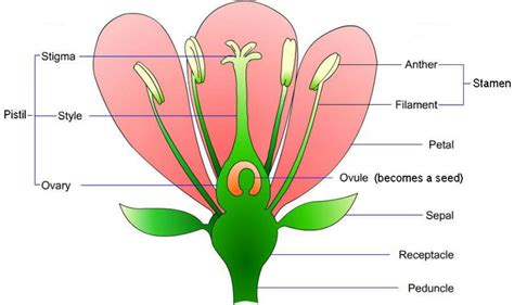 Flower Anatomy Picture | Best Flower Site