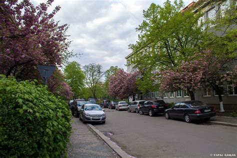 Sakura blossom in Uzhgorod · Ukraine travel blog