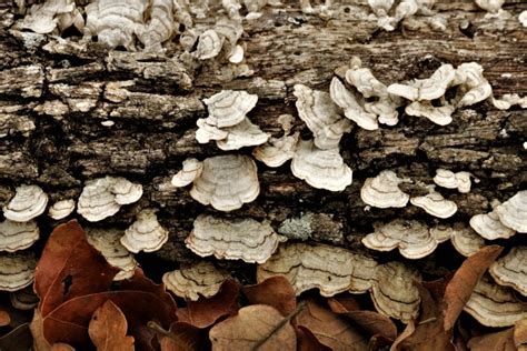 White Turkey-tail Fungus On Log 2 Free Stock Photo - Public Domain Pictures