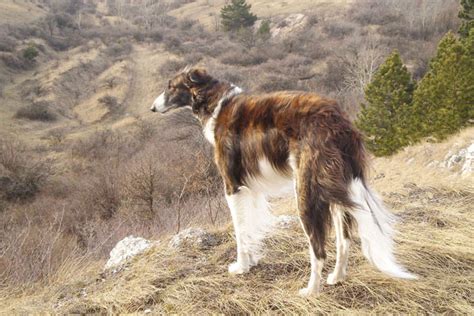 Russian Wolfhound Puppies for Sale from Reputable Dog Breeders