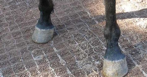 Horse Flooring Stable Grid Matting Mud Management Manufacturer from China