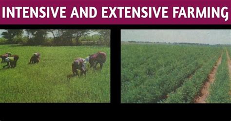 Difference between Intensive and Extensive Farming - Assignment Point