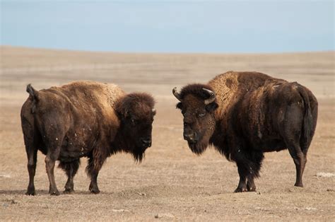 A Tree Falling: Badlands National Park: Bison