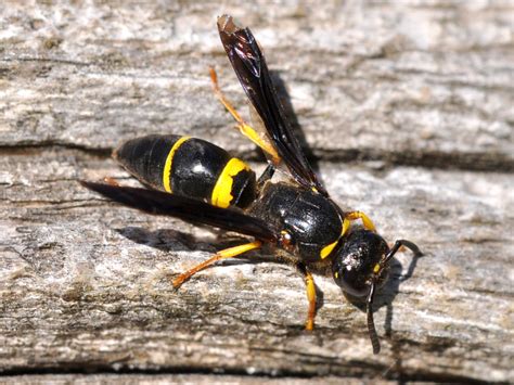 Toronto Wildlife - Yellowjackets & Hornets