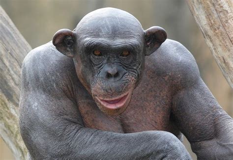 16 best images about Chimpanzee on Pinterest | To be, My ex and The skulls