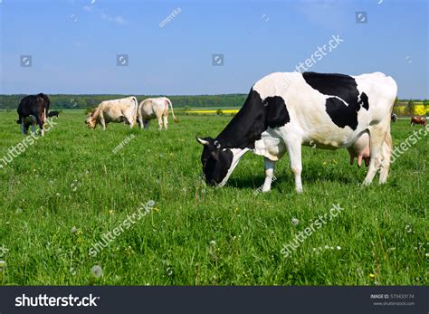 Cow Pasture