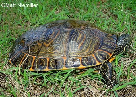 Tennessee Watchable Wildlife | River Cooter