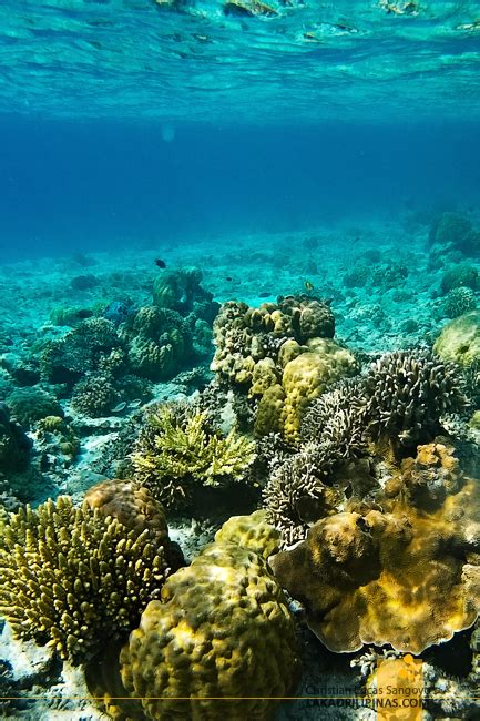 PALAWAN| Linapacan Island Hopping ~ One of the Clearest Waters in the ...