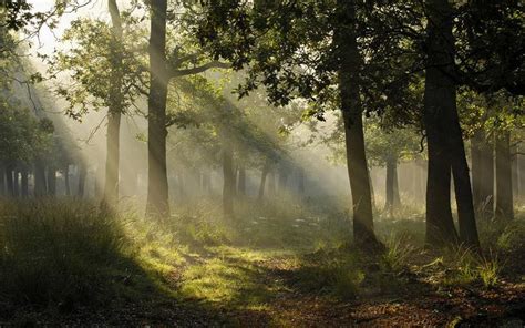 Floresta iluminada a luz solar. | Floresta mística, Papel de parede floresta, Fotos hd