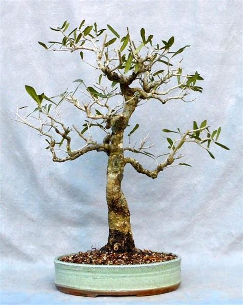 An Old Live Oak Bonsai Gets Some Care And A New Pot | Bonsai South