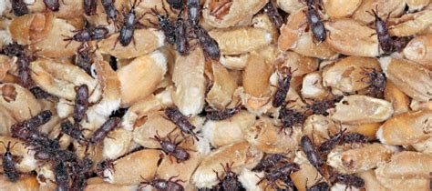 Wheat Weevil: Identification & Control Guide | ABC Blog