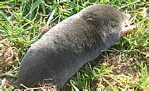 British Moles - Facts, Information & Habitat