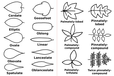 Illustrations of Leaf Shapes - Wildflowers of Joshua Tree Country