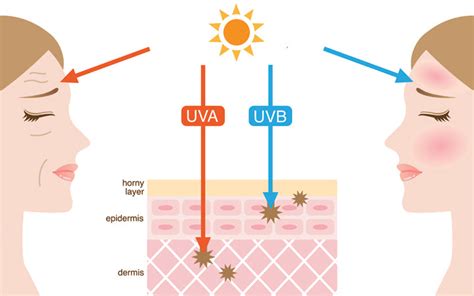 Types Of Uv Radiation