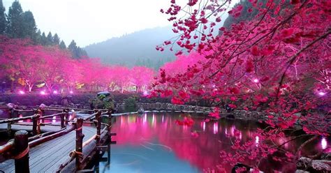 Lighted cherry blossom lake - Japan ~ ARHGUZ