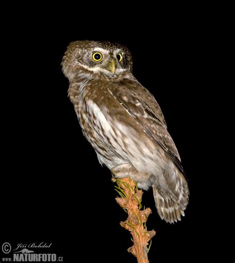 Pygmy Owl Photos, Pygmy Owl Images, Nature Wildlife Pictures | NaturePhoto