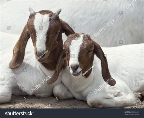 Baby Boer Goats: Over 754 Royalty-Free Licensable Stock Photos ...