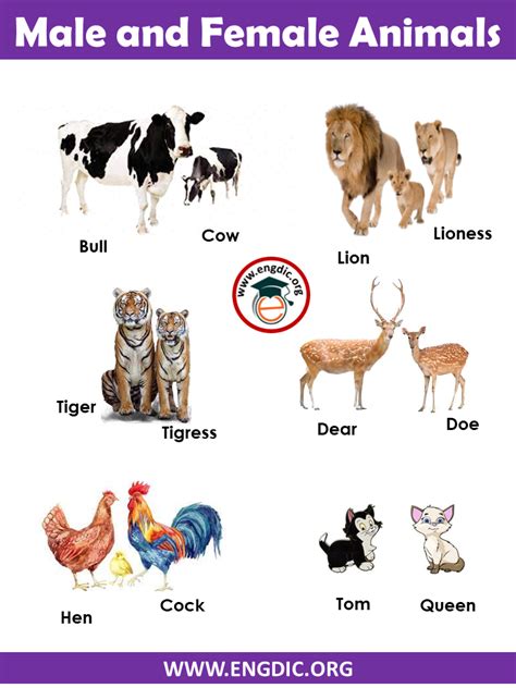 Male and Female names of Animals Pdf - EngDic