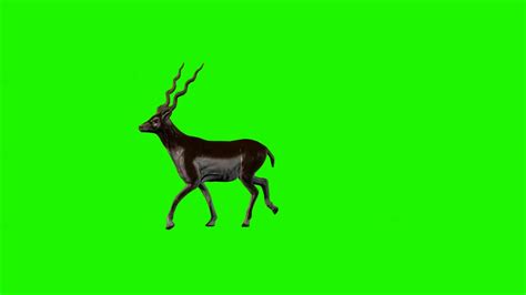 green screen animal - YouTube