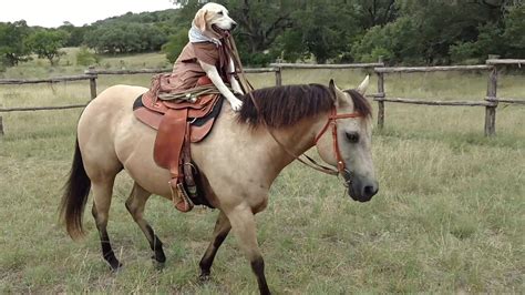 Dog rides her Horse - YouTube