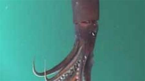 Humboldt Squid Seem to Be Thriving--Thanks to Ocean Dead Zones ...