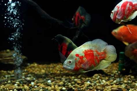 Top 10 Best Oscar Fish Tank Mates - AC Aquarium Life