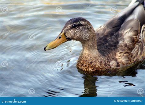 Young Mallard Duck Stock Photo - Image: 42123912