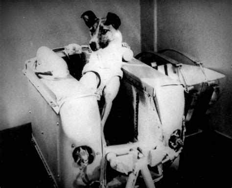 Laika: The Soviet Space Dog Sent on a One-Way Trip into Orbit, 1957 - Rare Historical Photos