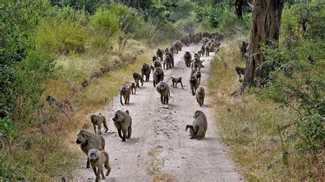 Lake Manyara National Park | Sima Safari