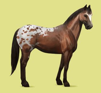 Ultimate Howrse: Breeds - Appaloosa