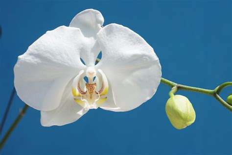 Phalaenopsis amabilis: What it is and its concerns - Global Gardening Secrets