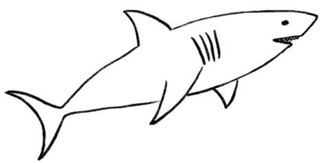 Bull Shark Drawing | Free download on ClipArtMag