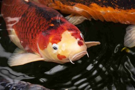 How Big Do Koi Fish Get? Growth Rate, Tank Conditions, And More