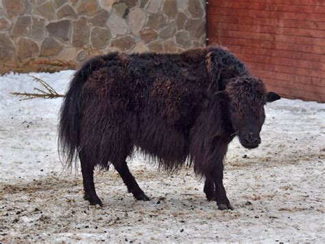 Bos grunniens grunniens / Domestic yak in Ekzootik Park