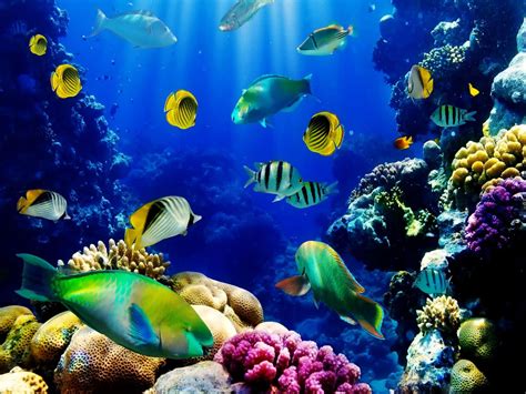 Download A Colorful Underwater Scene With Fish And Coral Wallpaper ...